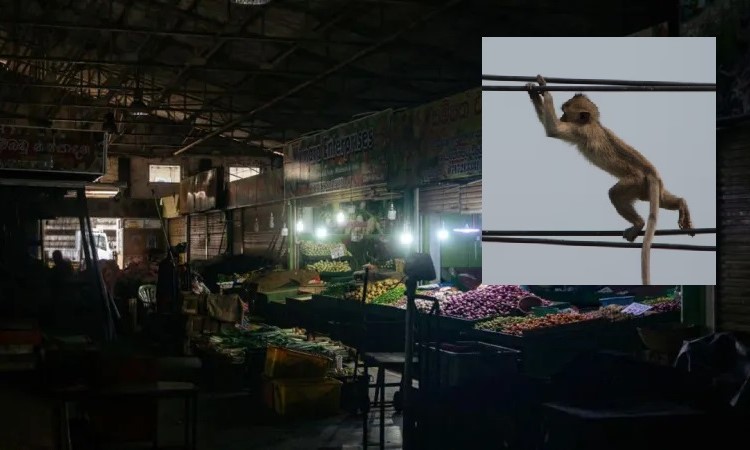 Feb 2025/Monkey.jpg